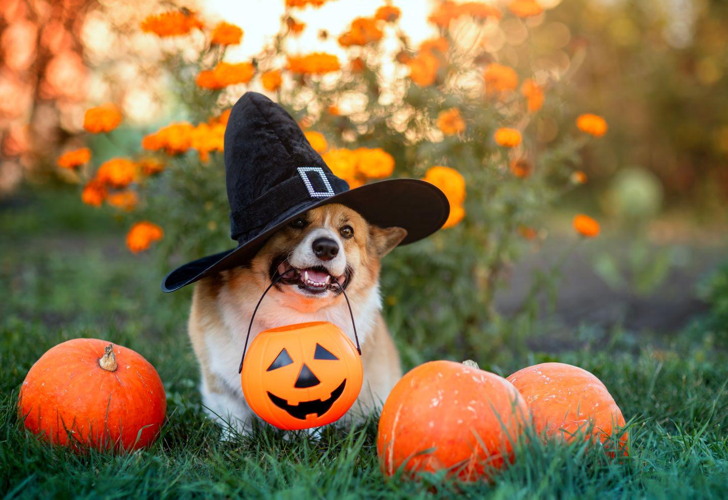 Corgi with Halloween decor.